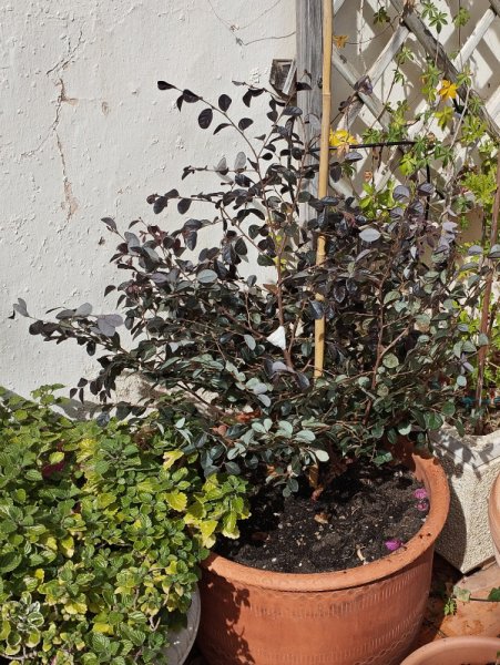 Loropetul1 27 Sep 35m.jpg