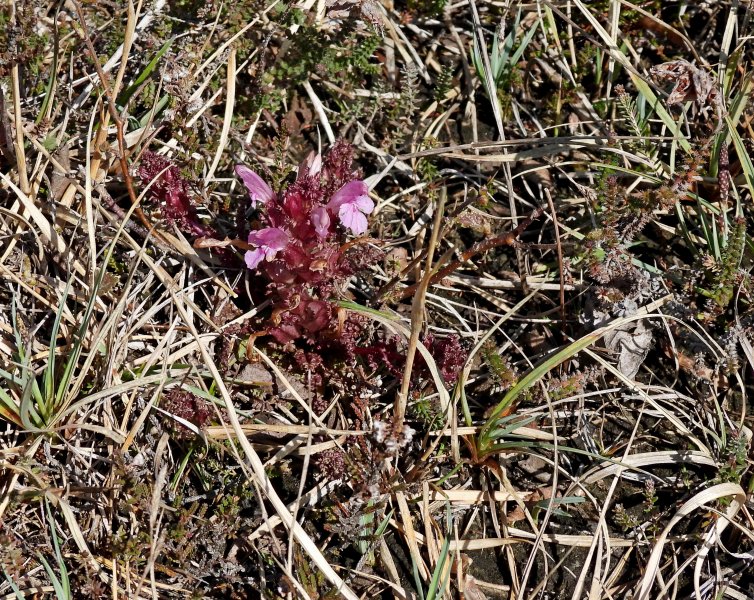 Lousewort.JPG