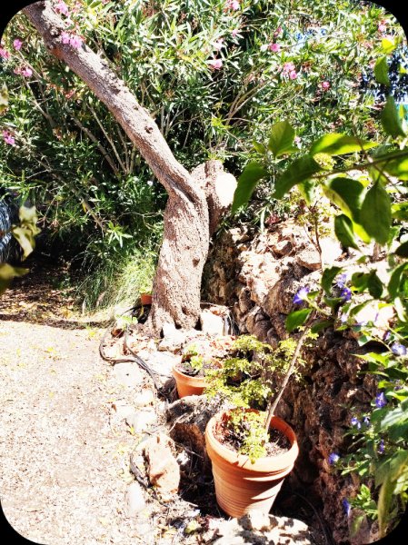 Lower Border5 12 May 24.jpg