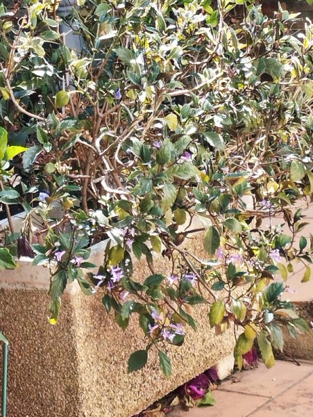 lPectranthus 4 Se 25.jpg