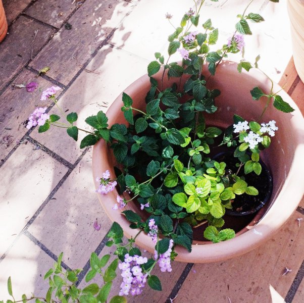 Lsntana Monte 23 Sep 25.jpg