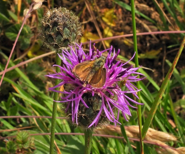 Lulworth Skipper 3.JPG