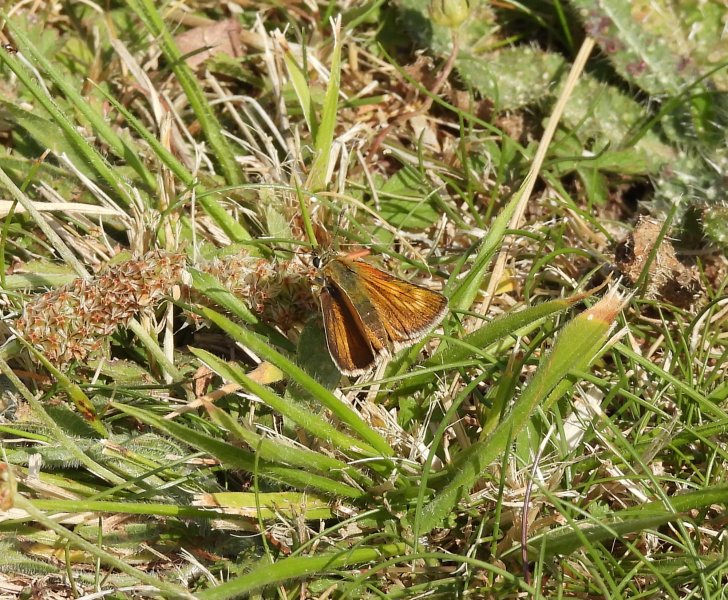 Lulworth Skipper.JPG