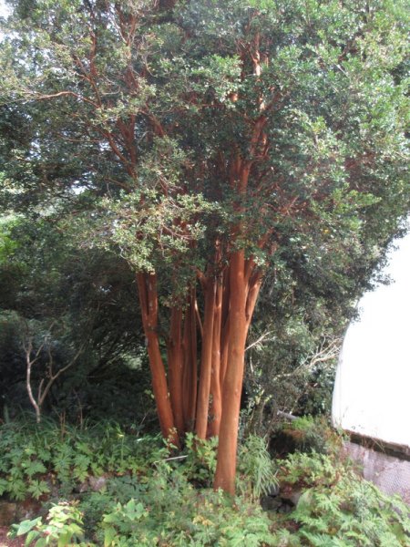 LUMA  APICULATA 13-09-2023 12-13-23.JPG