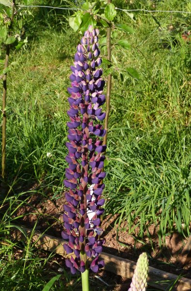 Lupin 1.JPG