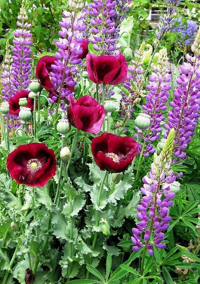 Lupins and Poppies -color-combos.jpg