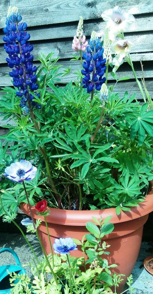 Lupins- Gladioli- Mon Amour - Anemone-De Caan.jpg