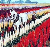 LUPINUS-HORSE-PLOUGHING.jpg