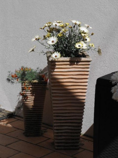 Lutus and Dimorphoteca.jpg