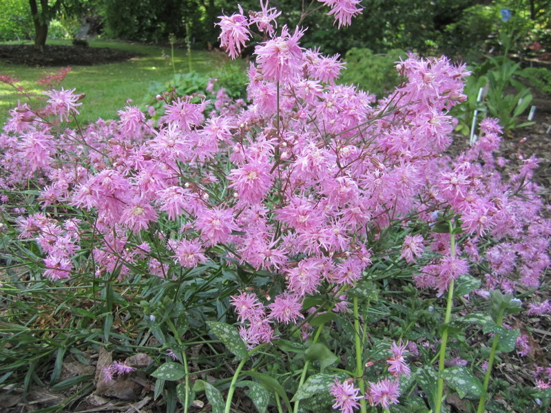 LYCHNIS  FLOS  CUCULI  JENNY 19-05-2011 14-45-09.jpg