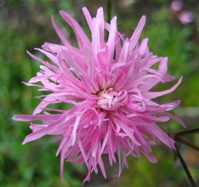 LYCHNIS  FLOS-CUCULI  JENNY 24-05-2007 11-47-12.jpg