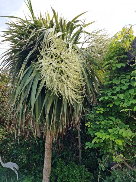 Lynn's Tree 14 May 22.jpg