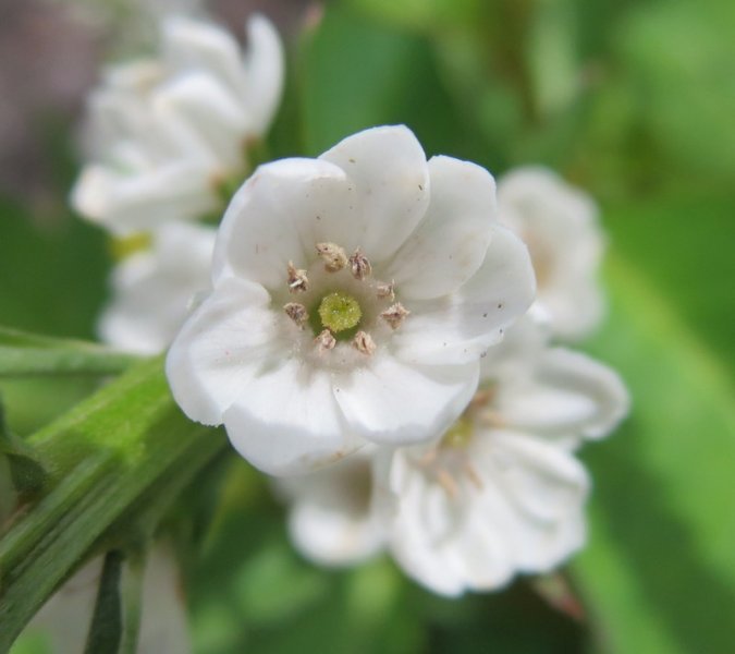 LYSIMACHIA  CANDELA 05-08-2016 12-51-55.JPG