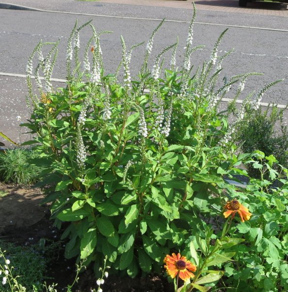 LYSIMACHIA  CANDELA 16-08-2016 10-48-32.JPG