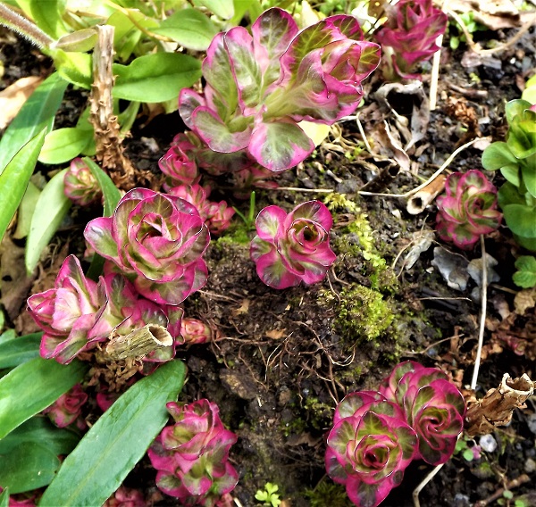 Lysimachia punctata Alexander.jpg