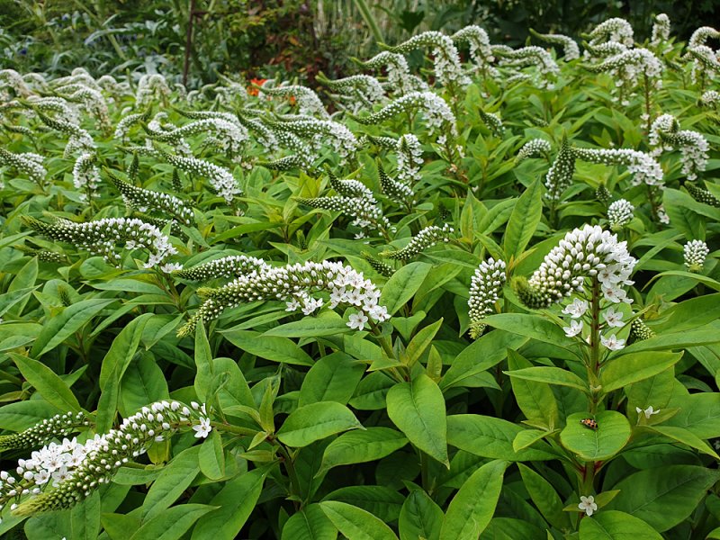 Lysimachia-white-Botty-Gardens.jpg