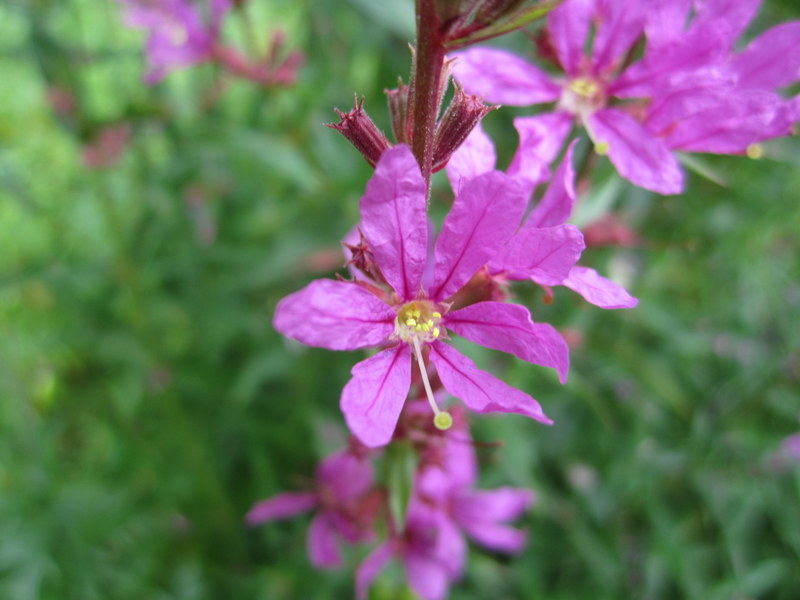 LYTHRUM  SALICARIA 05-08-2010 14-30-15.JPG