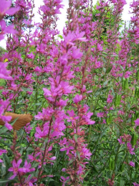 LYTHRUM  SALICARIA 05-08-2010 14-30-27.JPG