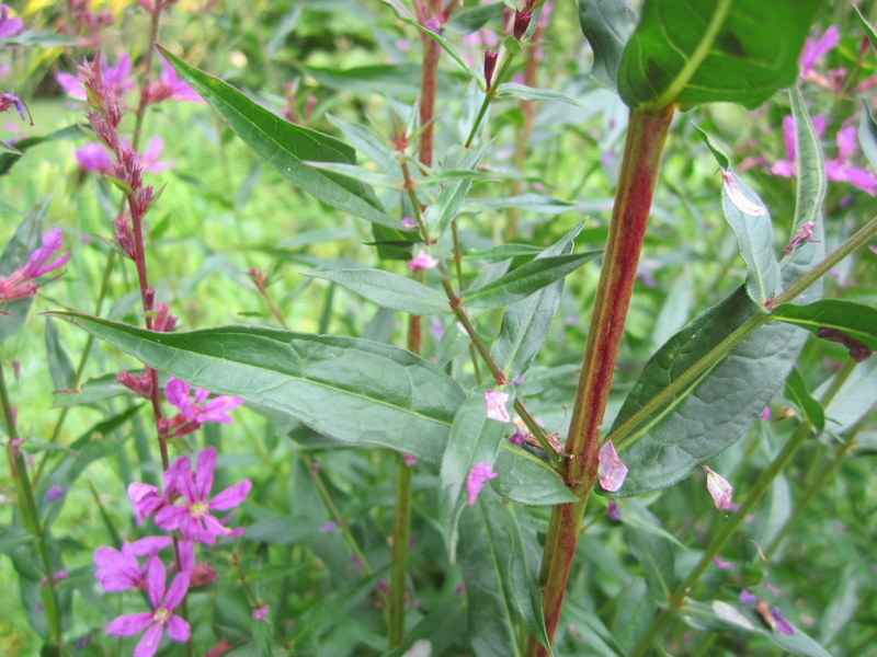 LYTHRUM  SALICARIA 05-08-2010 14-31-28.JPG