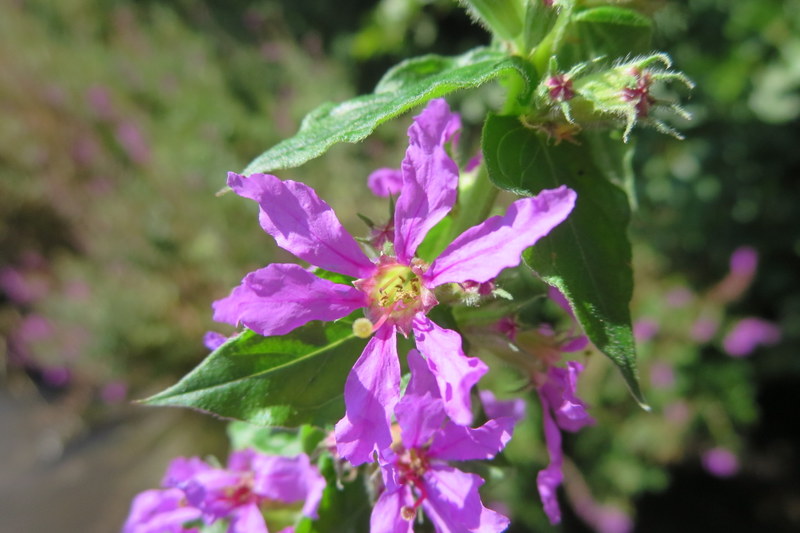 LYTHRUM  SALICARIA 30-08-2014 14-45-33.JPG