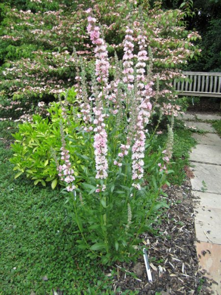 LYTHRUM  SALICARIA  BLUSH 24-06-2010 13-22-05.JPG