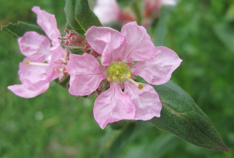 LYTHRUM  SALICARIA  BLUSH 24-06-2010 13-22-56.JPG