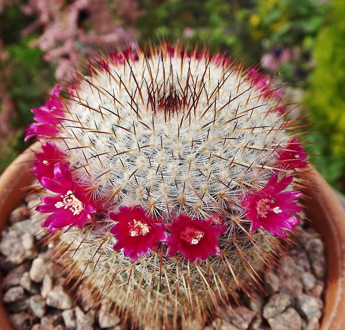 M pseudoperbella.jpg