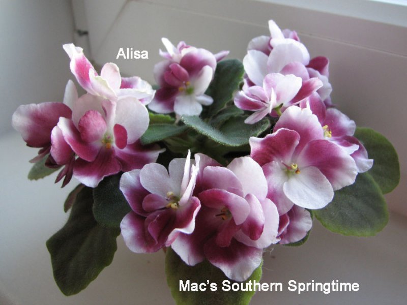 macs_soutern_springtime.jpg