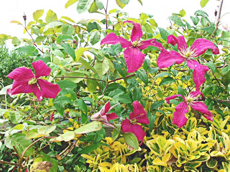 Madame Julia Correvon.JPG