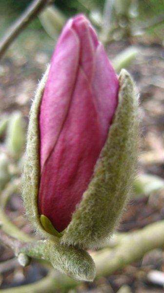 MAGNOLIA  GEORGE  HENRY  KERN C 22-03-2007 14-51-51.jpg
