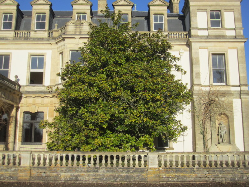 MAGNOLIA  GRANDIFLORA 18-12-2012 12-32-59.JPG
