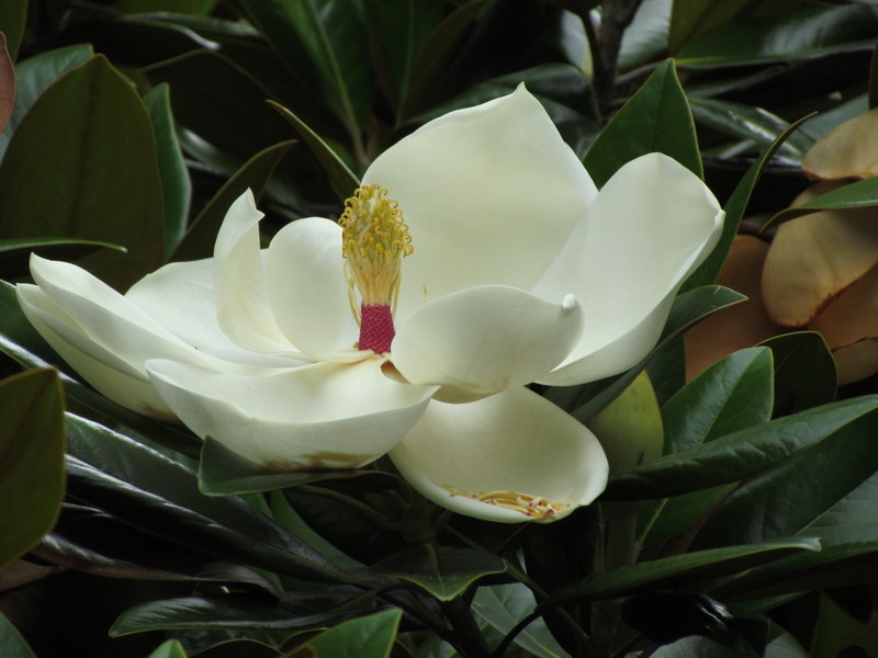 MAGNOLIA  GRANDIFLORA 25 12 2013 17-25.JPG