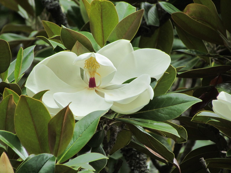MAGNOLIA  GRANDIFLORA 25 12 2013 17-26.JPG