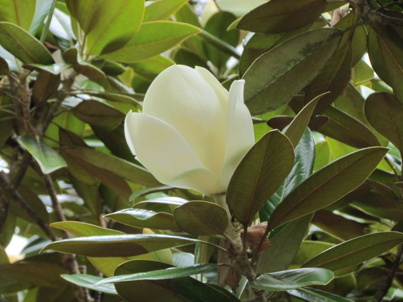 MAGNOLIA  GRANDIFLORA 25 12 2013 17-27.JPG