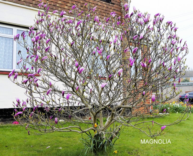 Magnolia.jpg