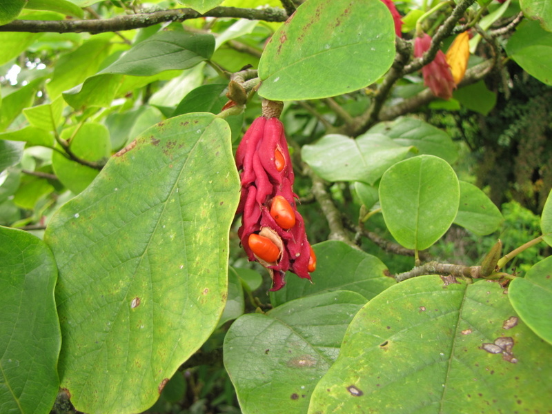 MAGNOLIA  XXX 04-09-2009 14-25-12.JPG