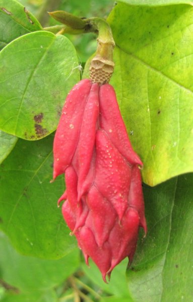 MAGNOLIA  XXX 04-09-2009 14-25-22.jpg