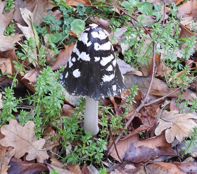 Magpie Inkcap (1).jpg