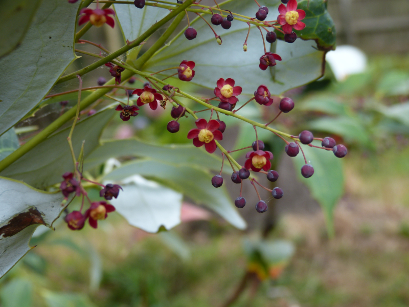 Mahonia gracilipes.JPG