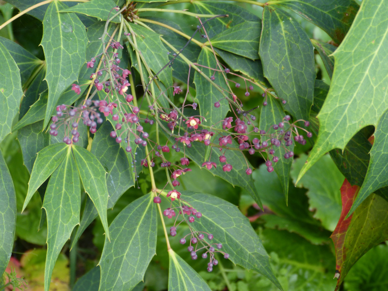 Mahonia graclipes.JPG