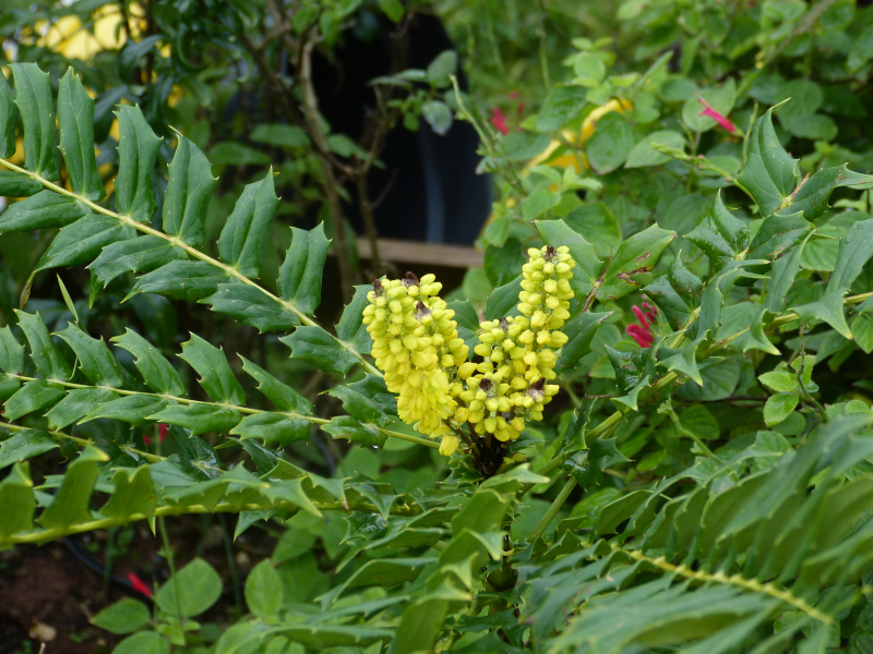 Mahonia oiwakensis lomarifolia.JPG