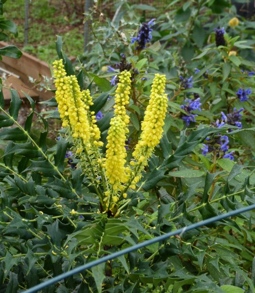 Mahonia oiwakensis, lomariifolia.JPG