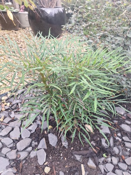 Mahonia Soft Caress.jpg