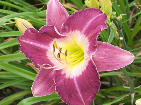 malaysian monarch.jpg