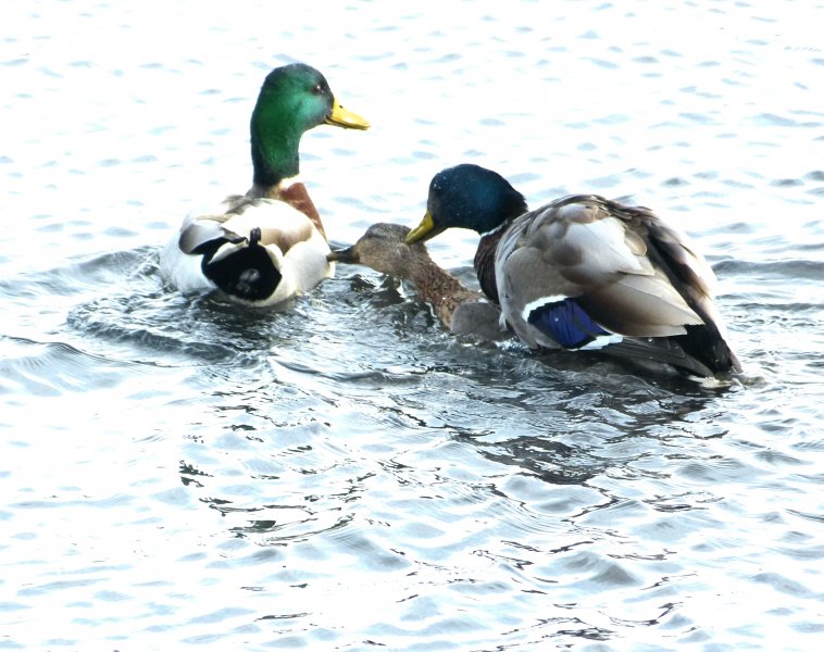 mallards.JPG