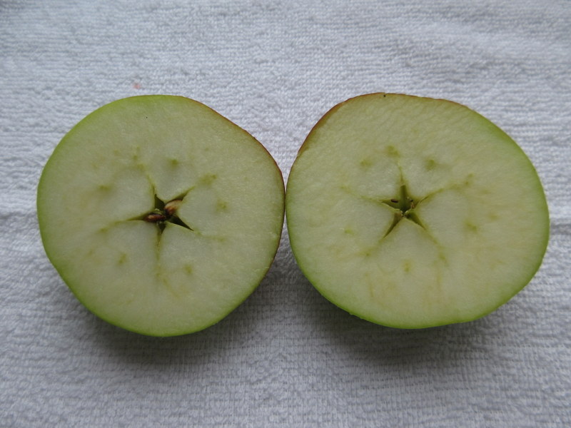 MALUS  HALVED  APPLE 24-09-2019 14-59-07.JPG