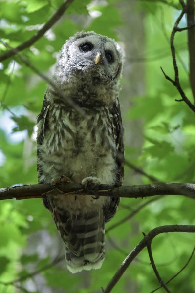 Mama Barred Owl.jpg