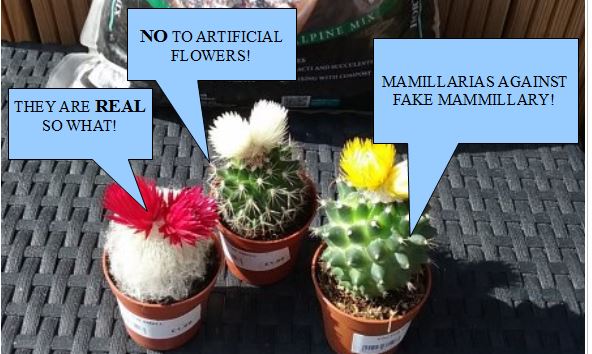 mamillaria protest.JPG
