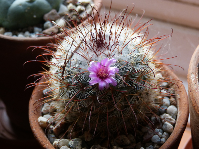 Mammalaria bombycina.JPG