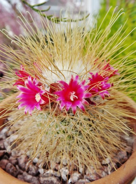 Mammillaria rekoi leptacantha.jpg